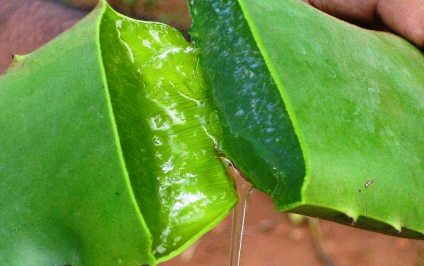 Aloe - šťava