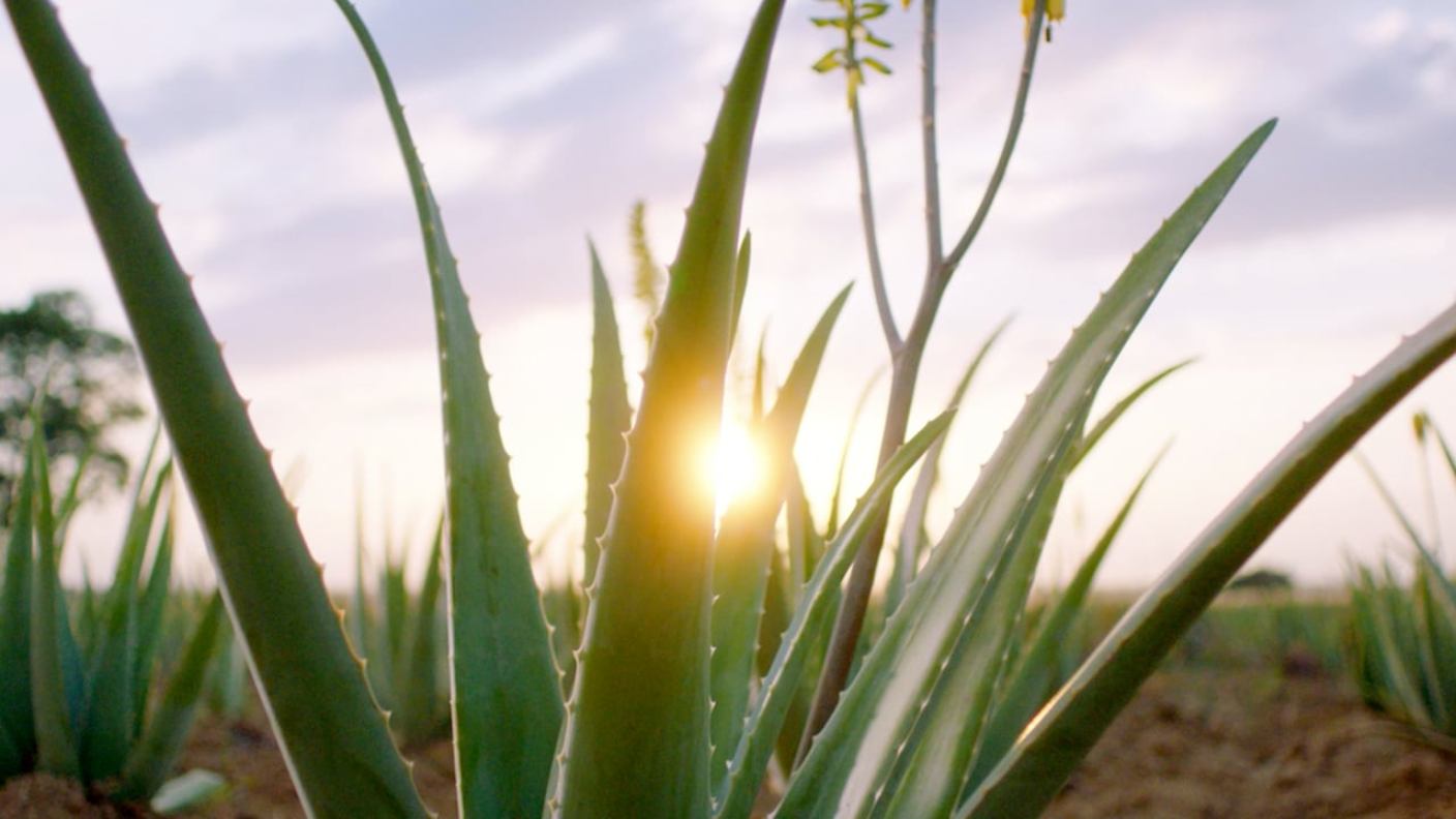 aloe - úvod