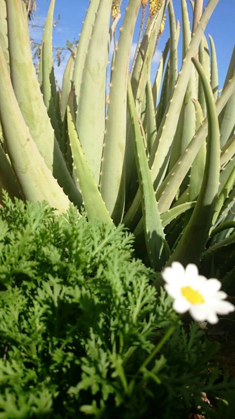 Aloe - VR