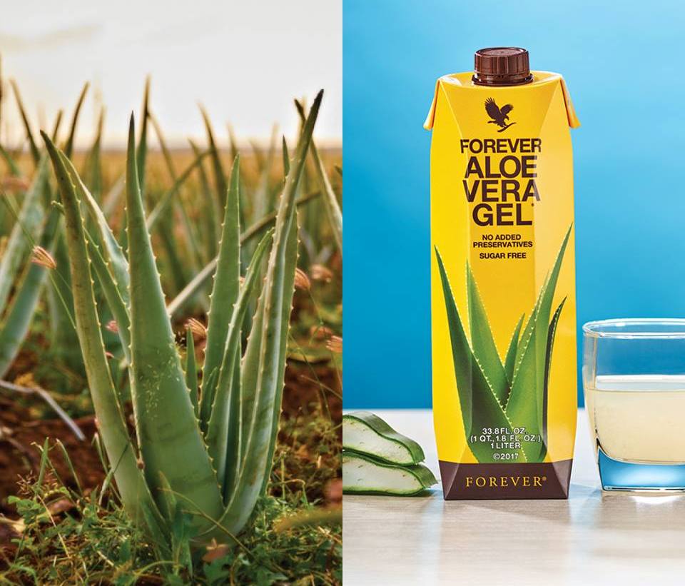 Aloe + Aloe Vera Gel