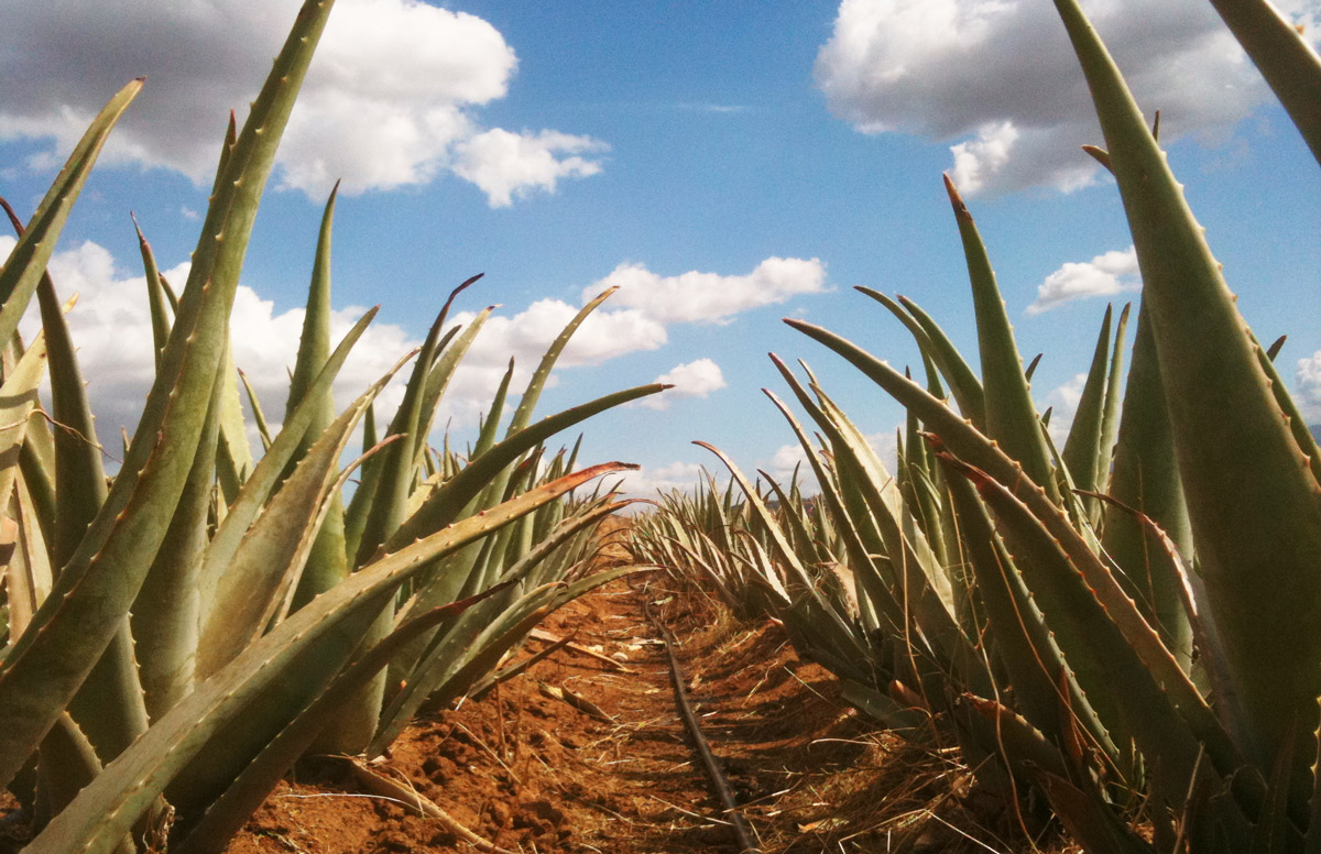 Aloe Forever - VR - Aloepriroda
