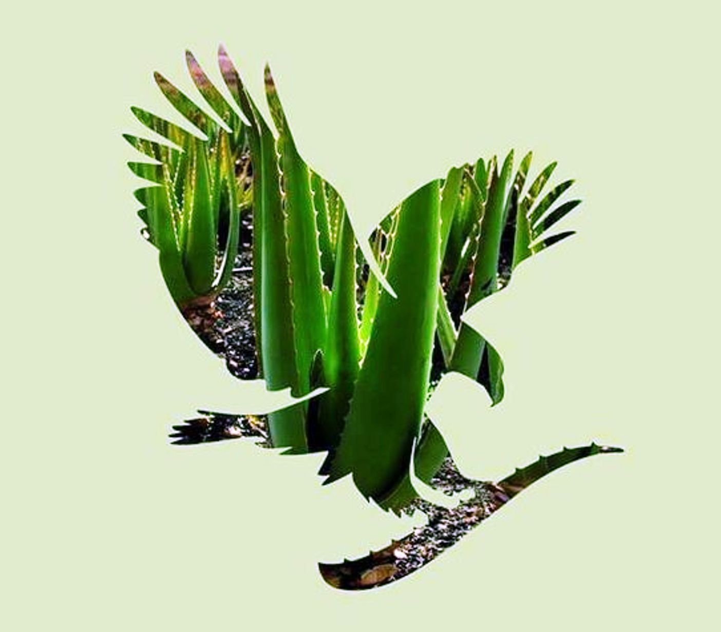 aloe orol